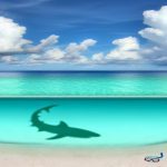 Czy na wyspie Malediwy rekiny atakują ludzi?